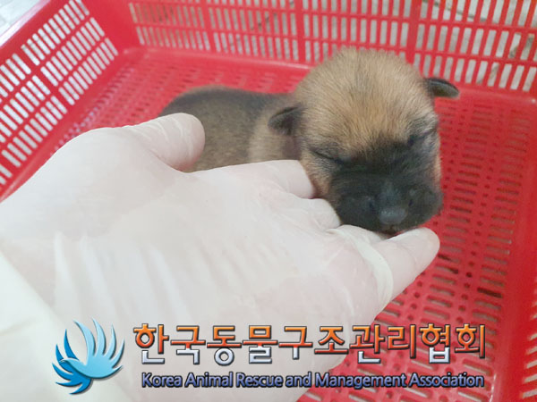 종료(자연사) 믹스…